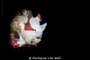 Juvenile Clown Frogfish (with snoot) by Marteyne Van Well 
